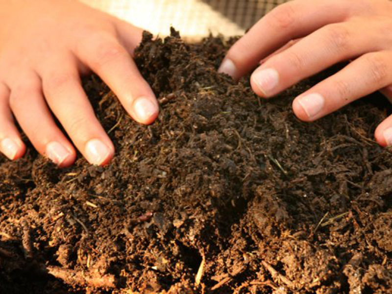 Deux mains plongée dans un compost mûr