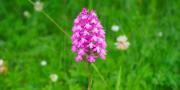 Orchis-pyramidal